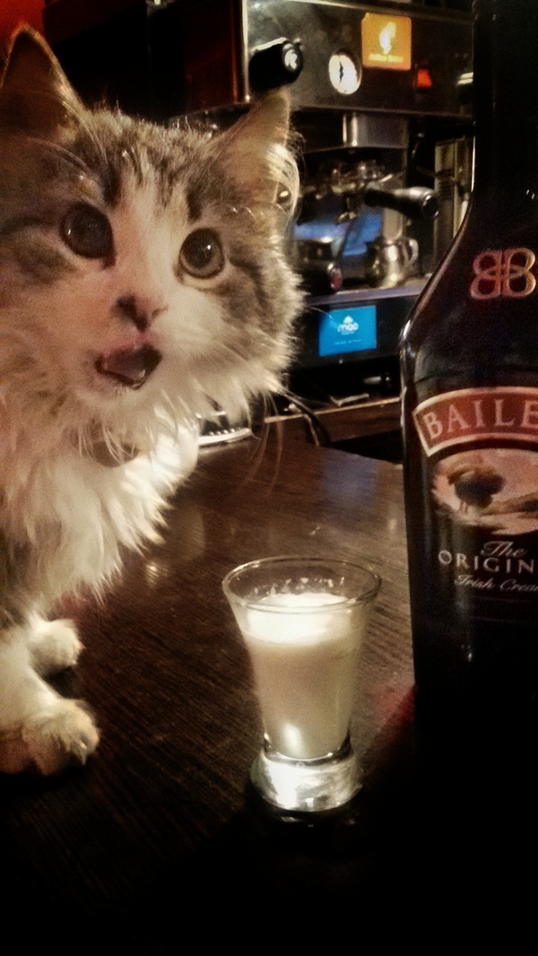 В баре, где работаю живёт кот. Шеф дал задание сделать смешную фотку, вот что получилось. P.s. Кота зовут Шива.