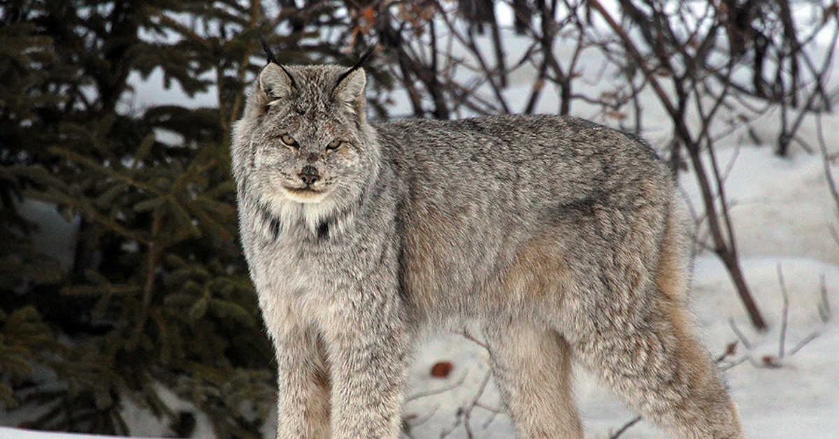 Канадская Рысь Купить Котенка Цена В России