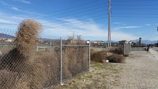 Когда перекати-полю больше некуда катиться