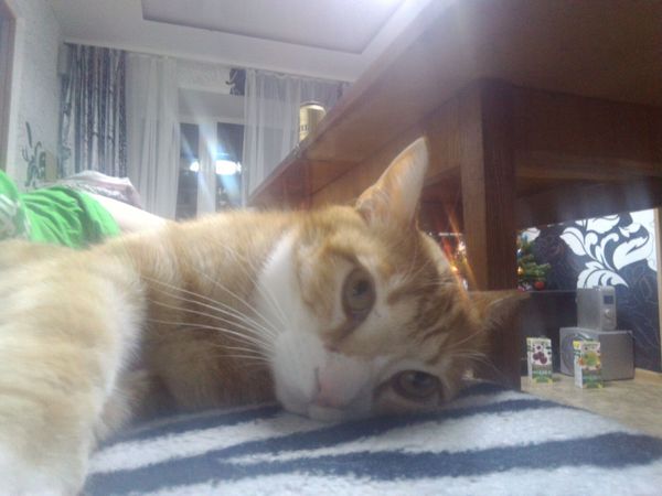 ������ ����� ����