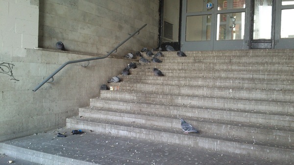 Утро на голубиной Думской