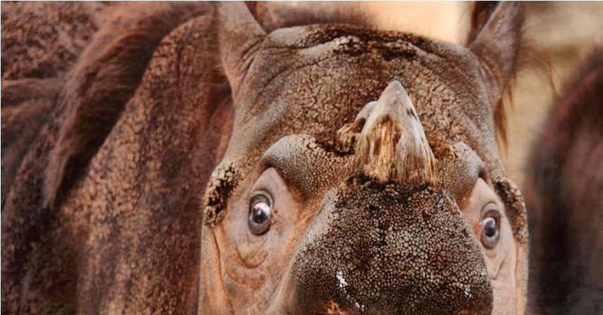 Самые таинственные животные. Суматранский носорог. Суматранский двурогий носорог. Суматра́нский носоро́г[1] (лат. Dicerorhinus sumatrensis). Суматранский носорог фото.