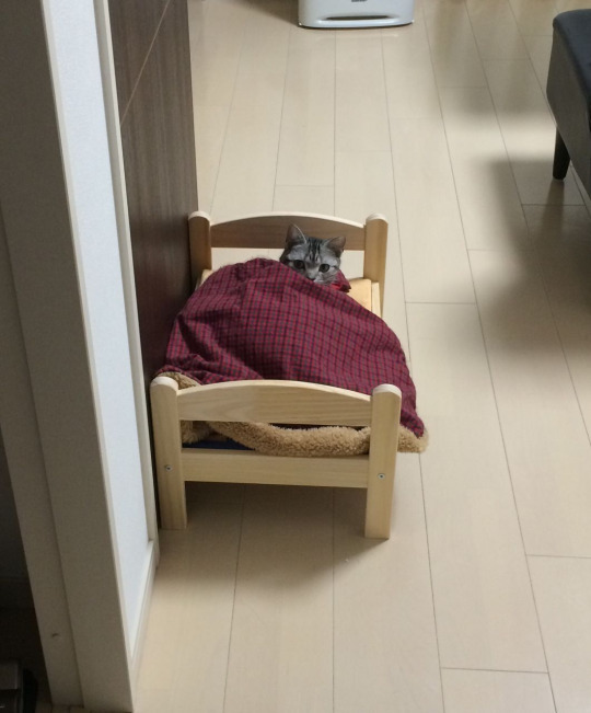 ������ ���������