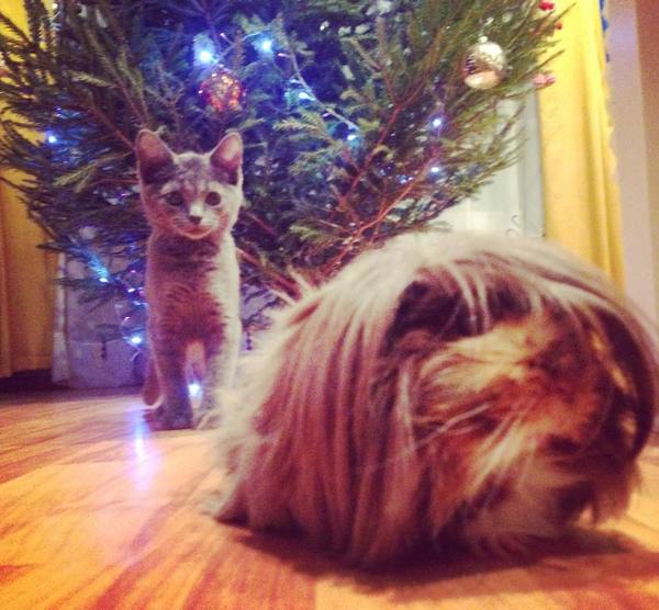 ���������� ������