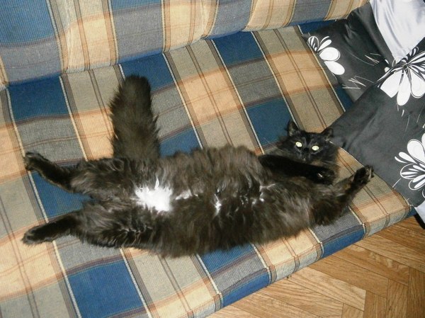 ��� ��������