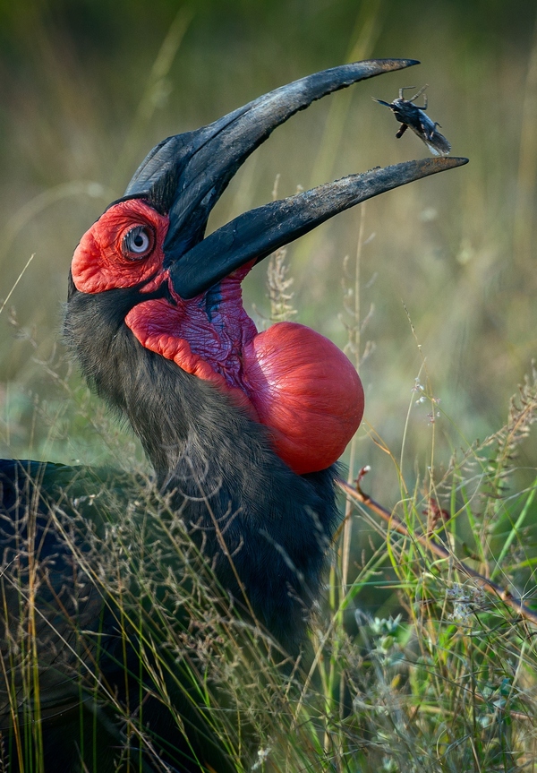...где-то в Южной Африке