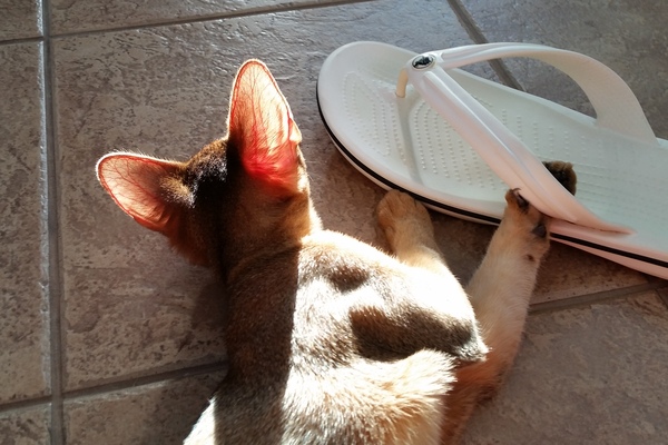 ������� ���� �������� ������