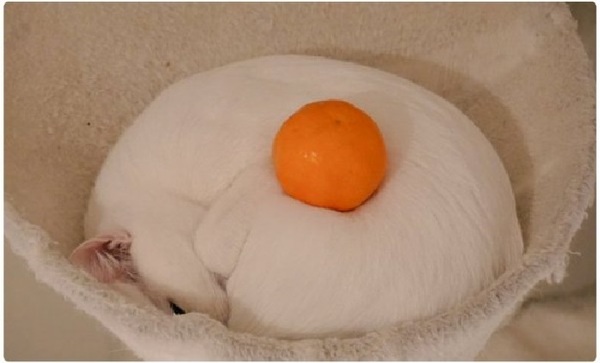 ���� �������?