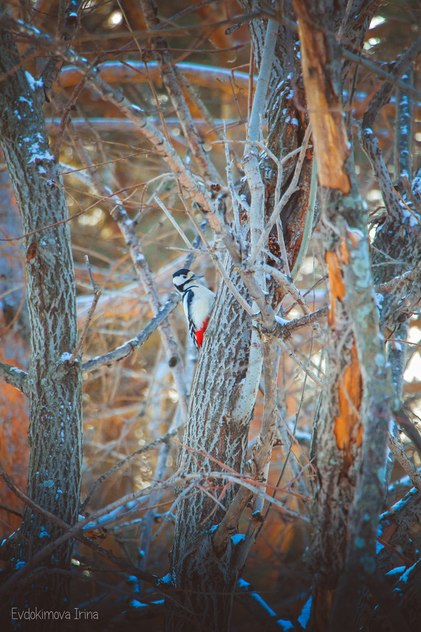 Неожиданная встреча