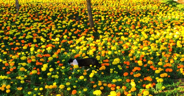 ������� ���