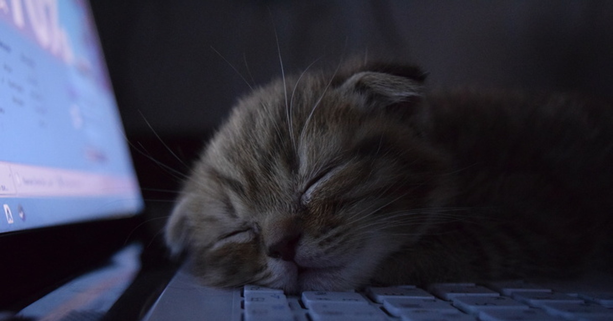 Видео спящего кота. Сонный котик за компьютером. Спящий котик. Кот и компьютер. Котики спят ночью.