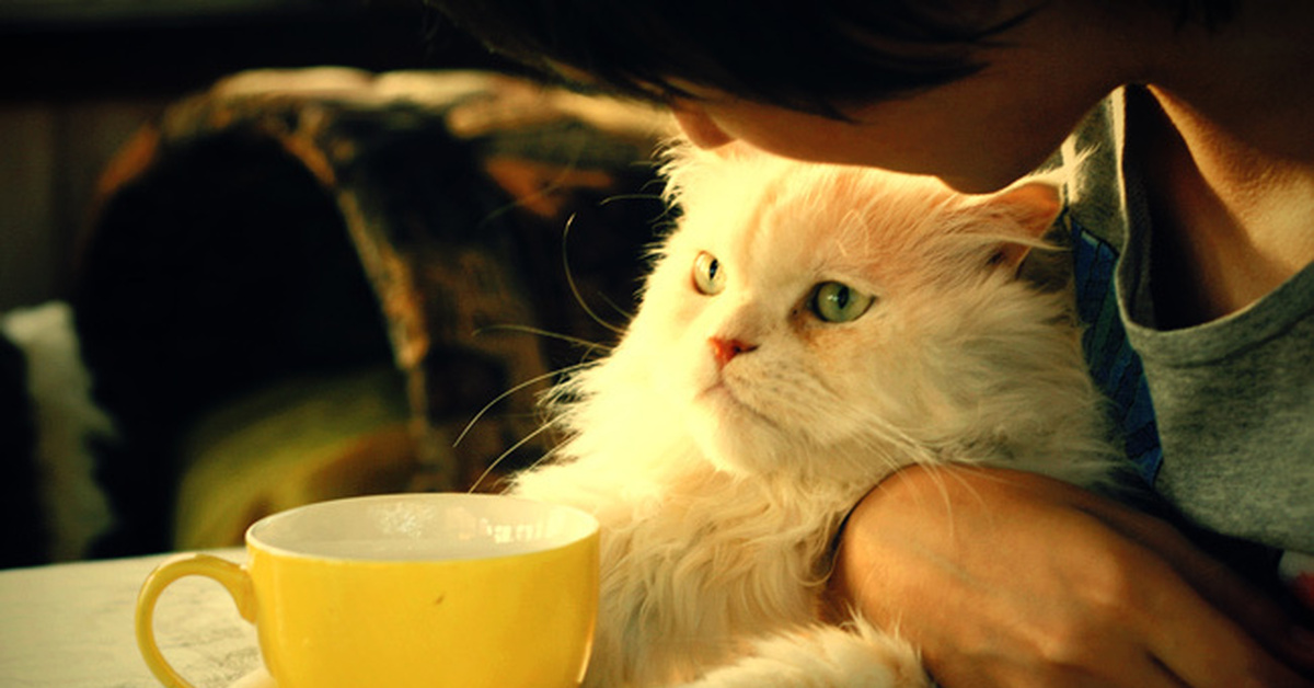 Коту можно чай. Котик и чай. Котик с чаем. Котик пьет чай. Кот с чашкой чая.