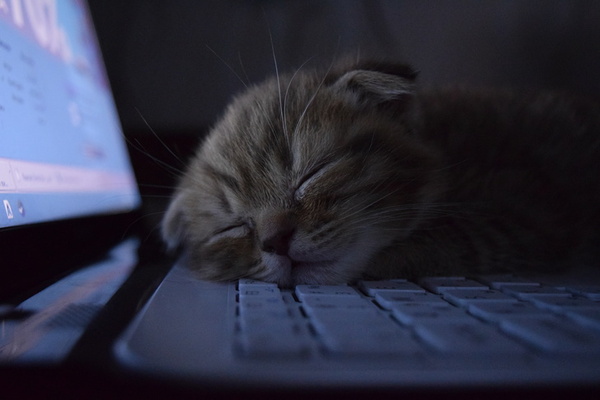 Typical IT department. - My, cat, Dream, Programmer, , Animals, Beginning photographer