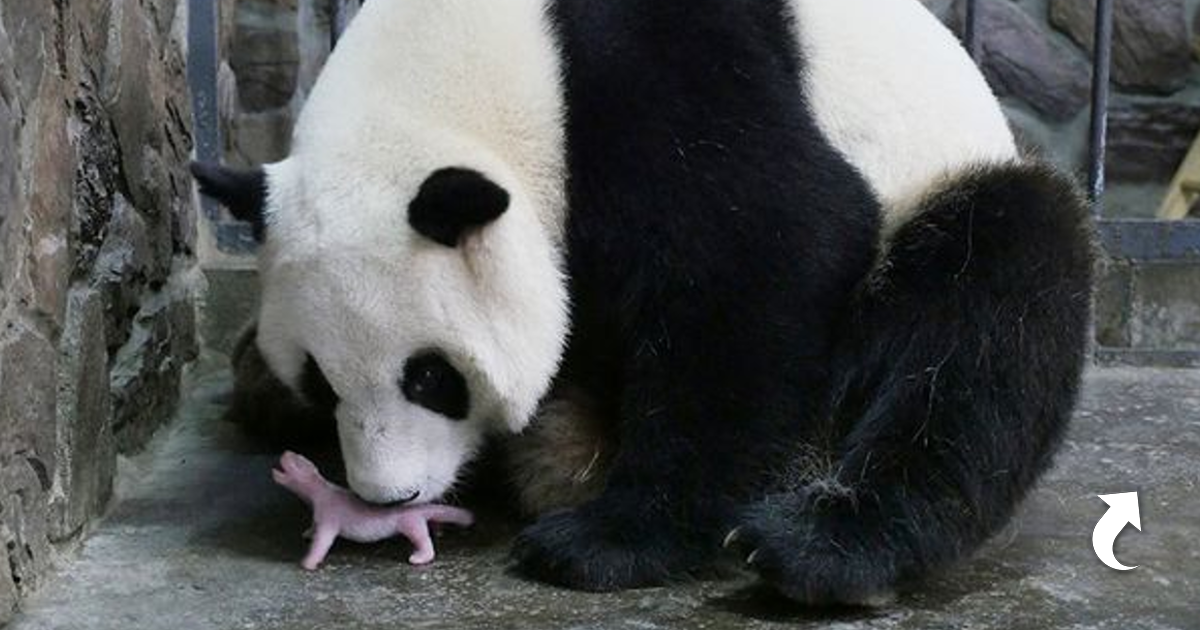 Семья панд. Большая панда и маленькая панда. Панда с детёнышем. Сколько идет панда. Сколько идет панда.