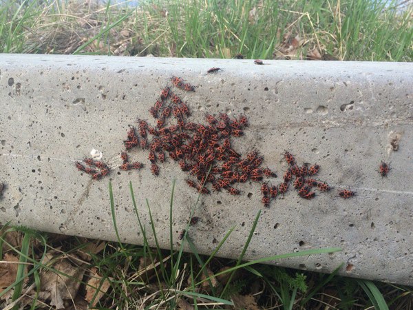 ����� ������������