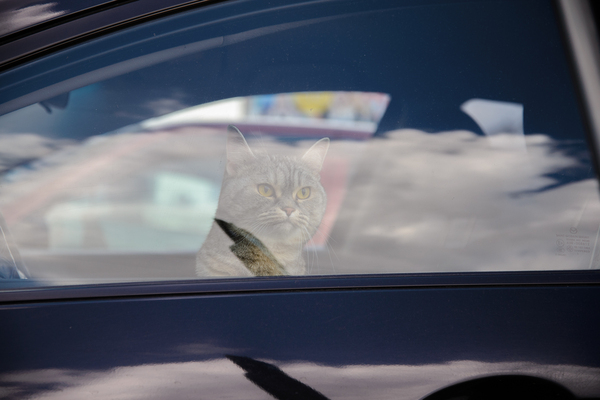 Пока ждал друга,увидел за рулем этого красавца)