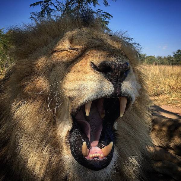 Тяжело быть царем