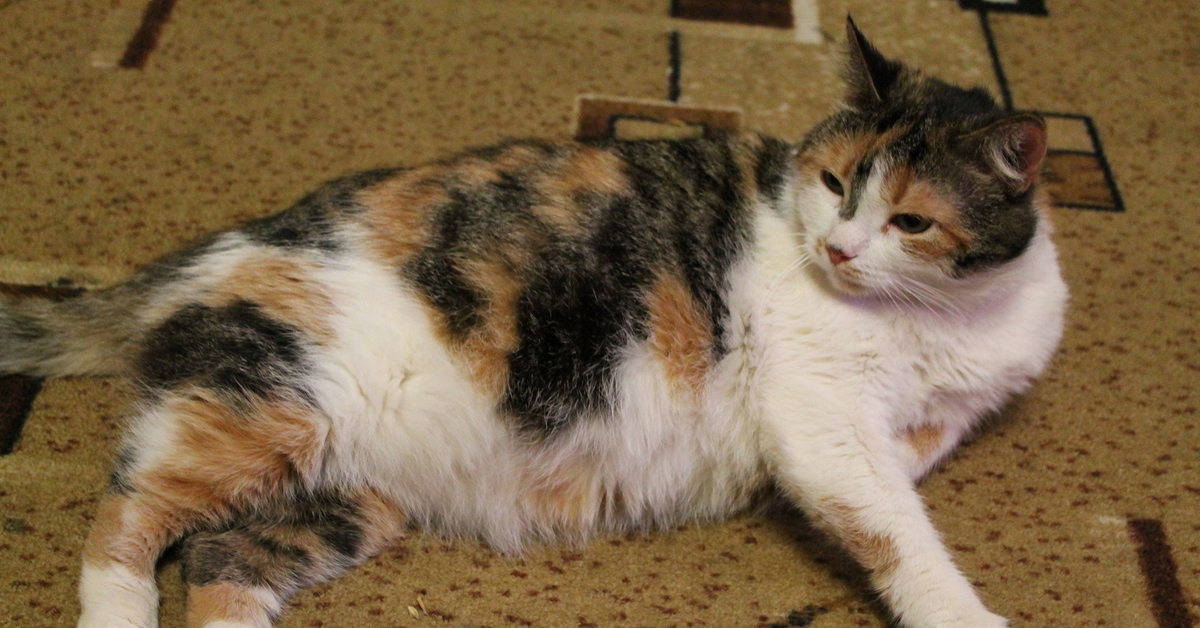 Бывают ли трехцветные кошки. Сибирская кошка Сибирская трехцветная. Американская жесткошерстная кошка трехцветная. Трехцветная черепаховая кошка. Толстая трехцветная кошка.