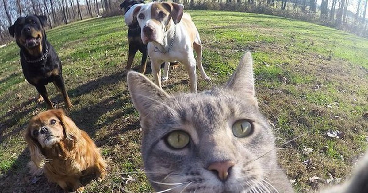 Мем кошка собака. Кот селфи. Серый кот селфи. Селфи кота с собаками. Смешной кот селфи.