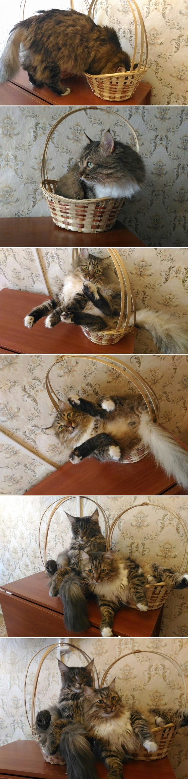Майские котики, или как уложить в корзинку после зимы 8 кг тела=)