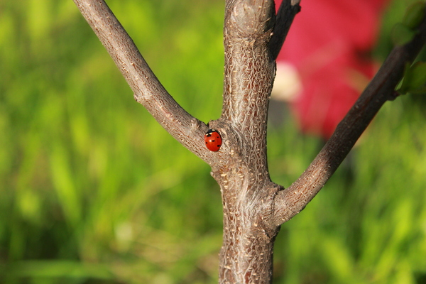 Майская свежесть | Пикабу