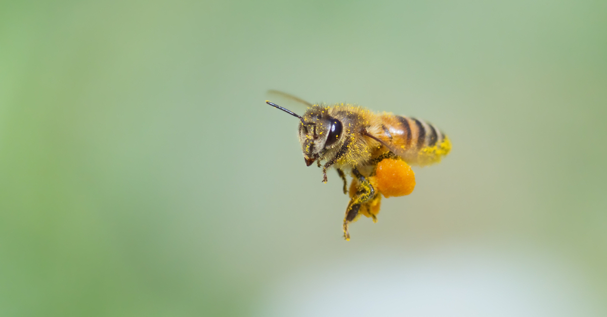 Пчелы летают. Пчела на одуванчике. Стая пчел. Рой пчел летит. Пчела в полете.