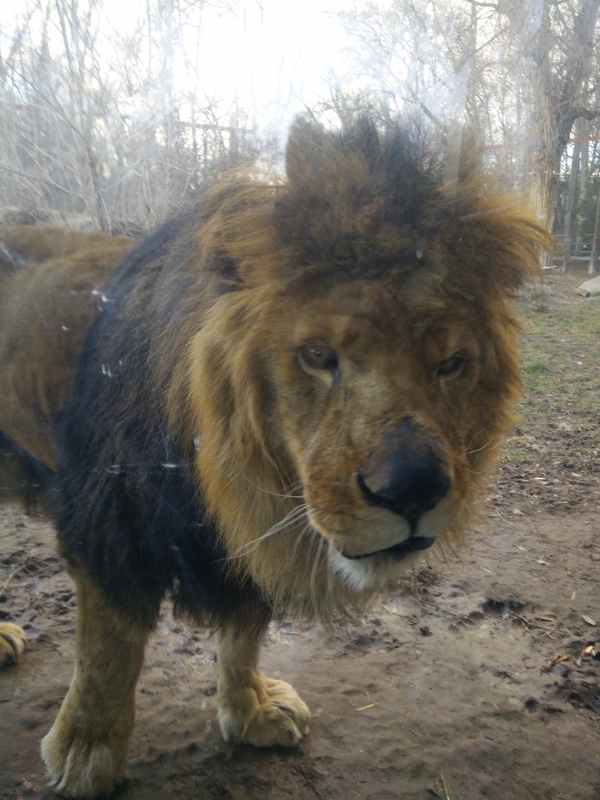 Правильный лев