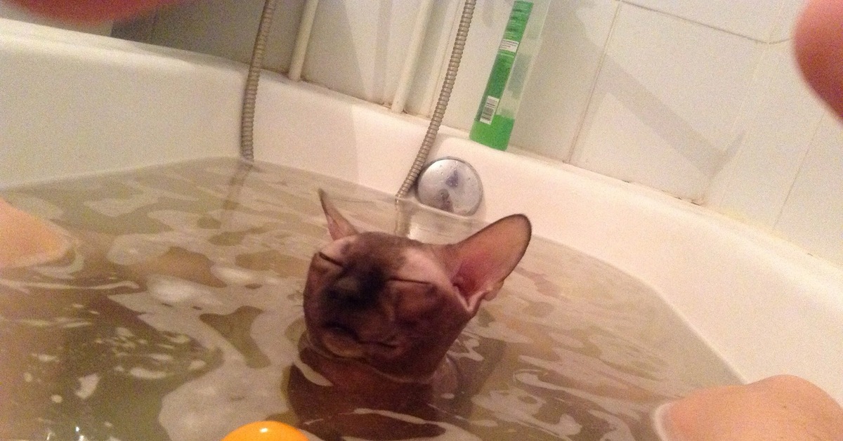 Мокрая киска с разговорами. Кот в ванне. Сфинкс в ванне. Котейка в ванне. Катик в ванной.