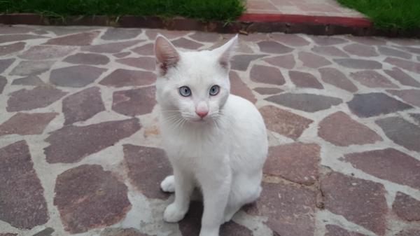 Котовий с бандитской мордочкой по имени Alvin