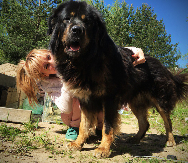 К нам на участок забежал тибетский мастиф