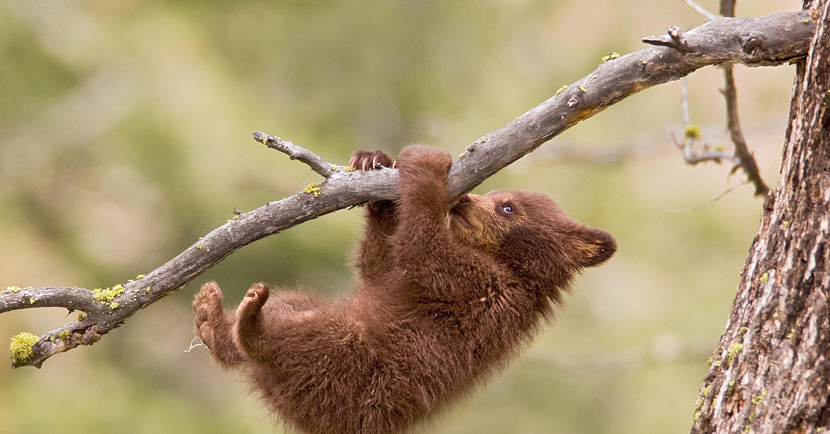Медведь барибал умеет лазить по деревьям. Медвежонок на дереве. Медвежонок на ветке. Медведь на дереве. Медвежонок повис на ветке.