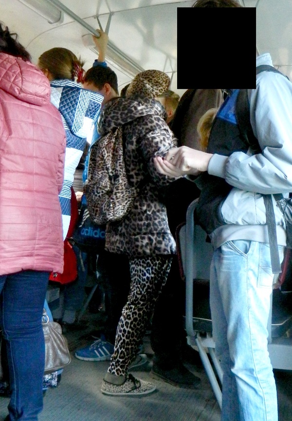 Да это же дикая кошка в трамвае!!!