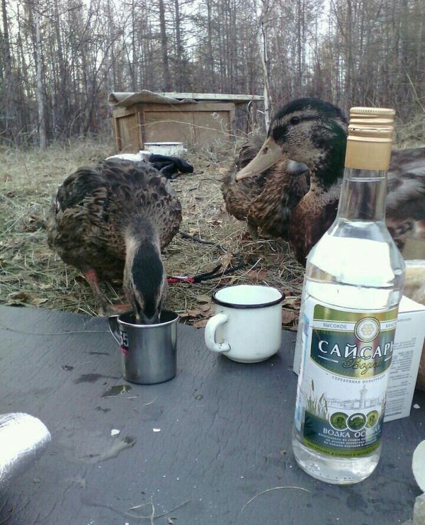 Сезон охоты