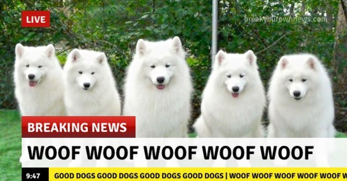 Pop-up peekaboo! woof woof!. Woof картинки. Woof woof story. Woof coin. Cat sat on a mat.