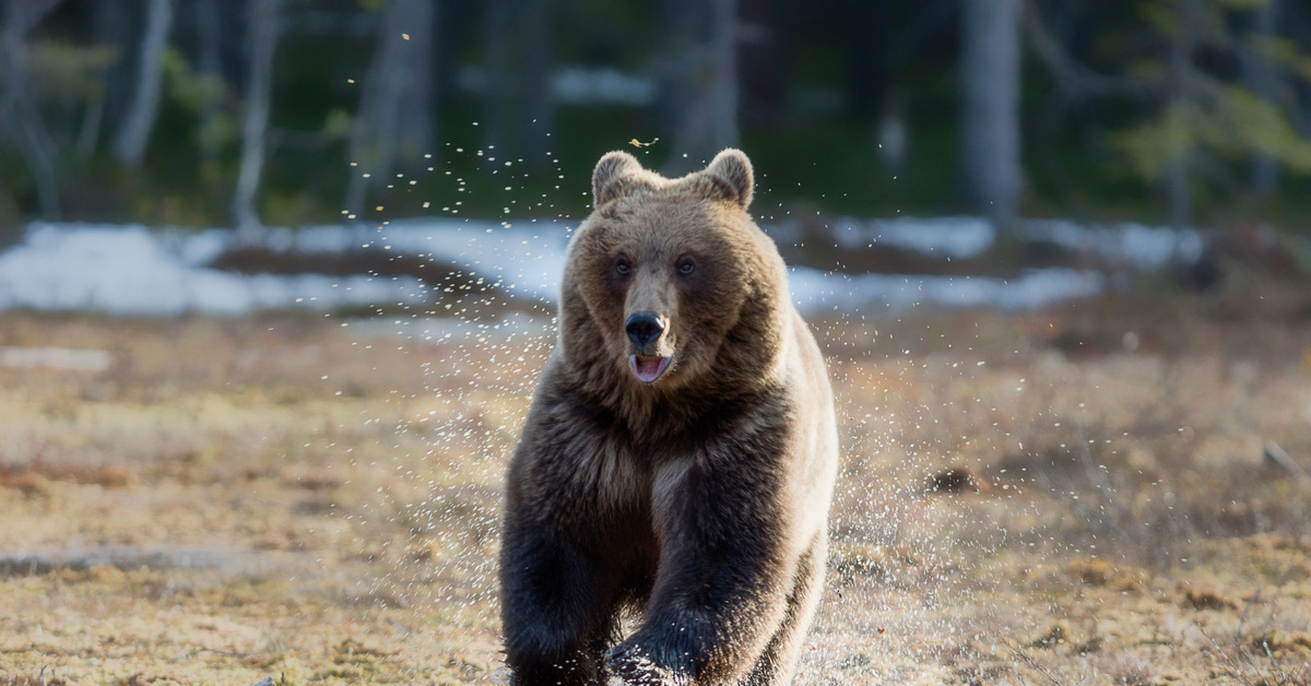 Какая скорость бега у медведя. Северная Америка медведь Гризли. Медведь бежит. Медведь в лесу. Медведь убегает.