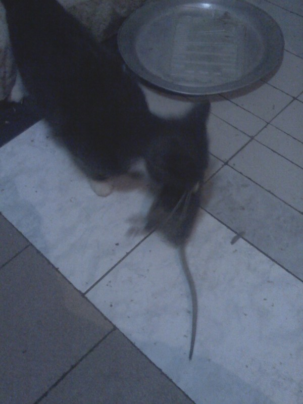 ������ ������� �����