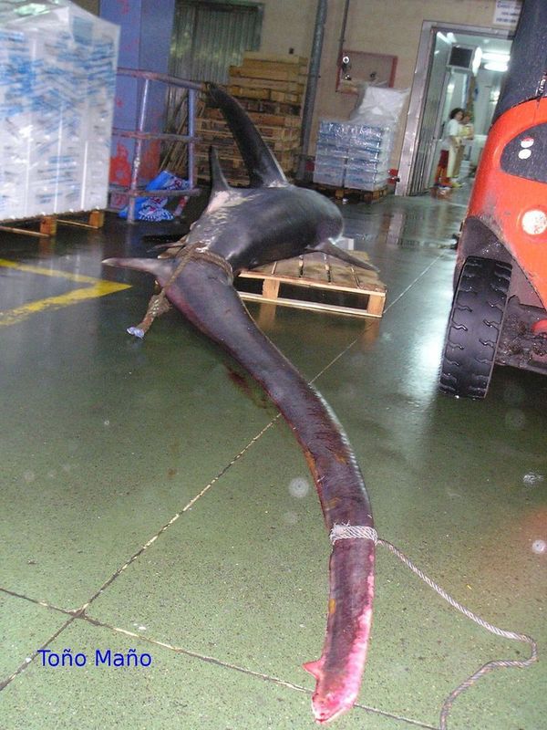 акула у нее хвост такой же длины как все тело. Смотреть фото акула у нее хвост такой же длины как все тело. Смотреть картинку акула у нее хвост такой же длины как все тело. Картинка про акула у нее хвост такой же длины как все тело. Фото акула у нее хвост такой же длины как все тело акула у нее хвост такой же длины как все тело. Смотреть фото акула у нее хвост такой же длины как все тело. Смотреть картинку акула у нее хвост такой же длины как все тело. Картинка про акула у нее хвост такой же длины как все тело. Фото акула у нее хвост такой же длины как все тело