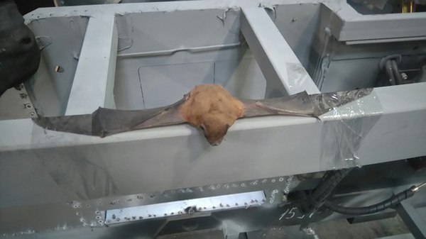 Живодеры с завода НЕФАЗ поиздевались над летучей мышью