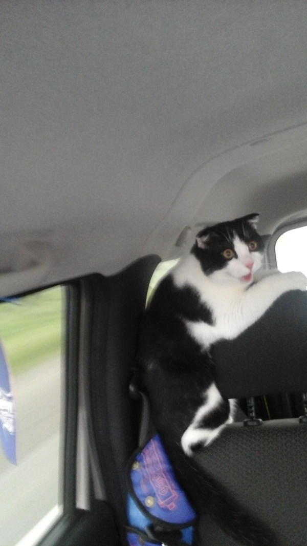 Когда впервые поехал в машине(извеняюсь за вертикалку)