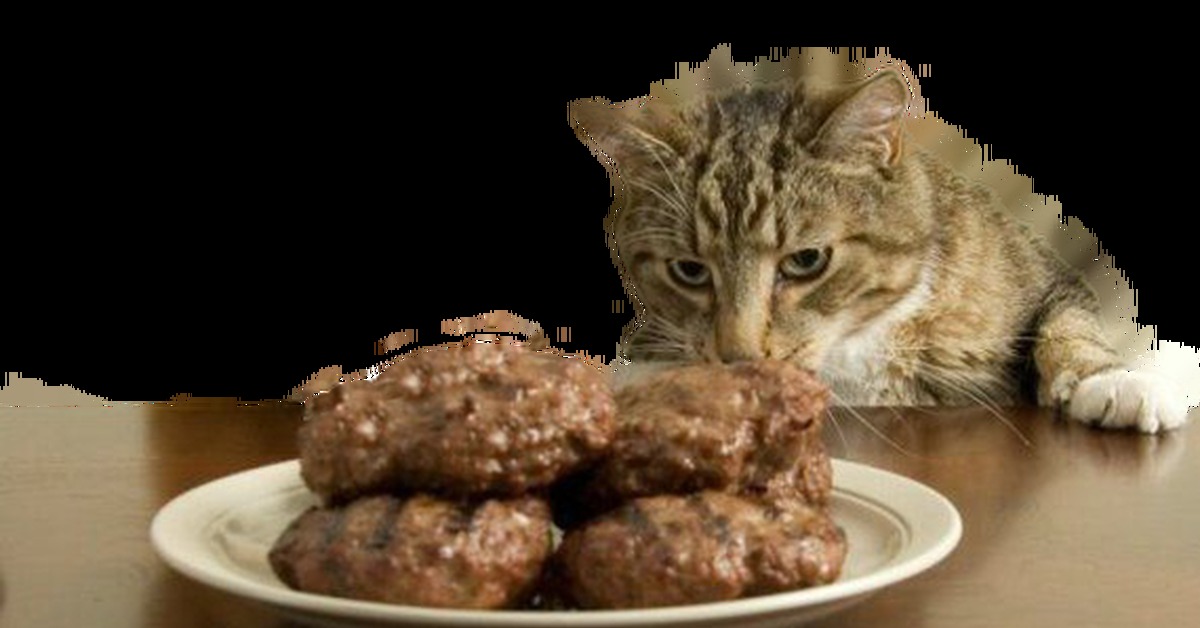 Смешные картинки котлеты, открытке