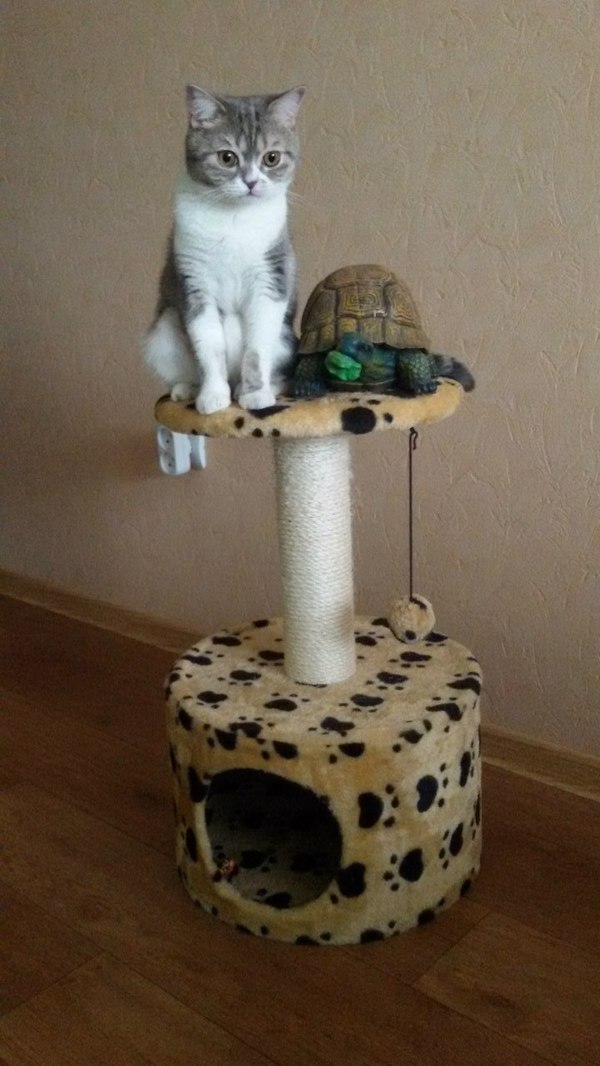 3D �������