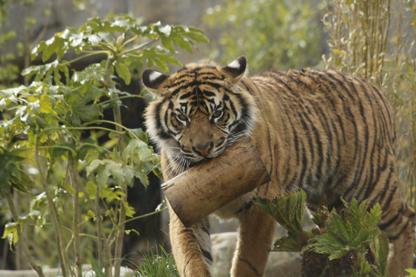    - little big ,      ?