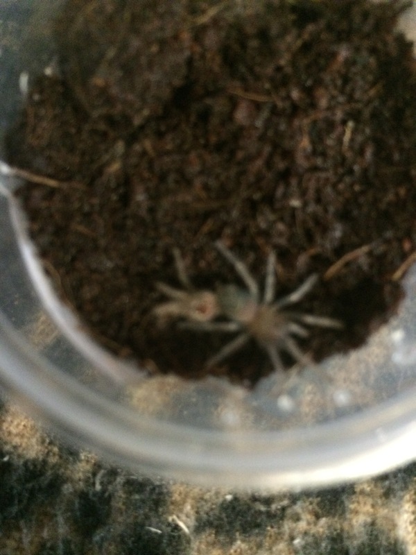 Я уверен сдесь есть знающие люди.. Волнуюсь за питомца, помогите!