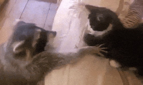 Когда хочешь взять мимими ^^