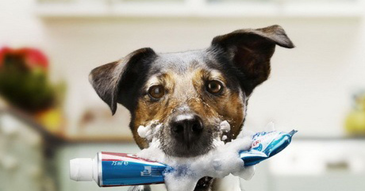Щенок воняет. Зубная щётка для собак. Собачка с зубной щёткой. Смешная зубная щетка для собак.