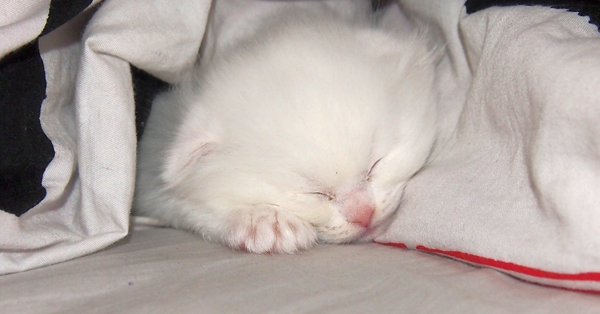 Сонник видеть котят. Белый котенок. Спящий белый котенок. Приснились котята маленькие.