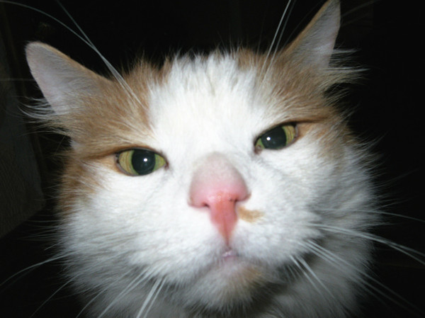 Котопес Кот, Подстава, Моё, Длиннопост