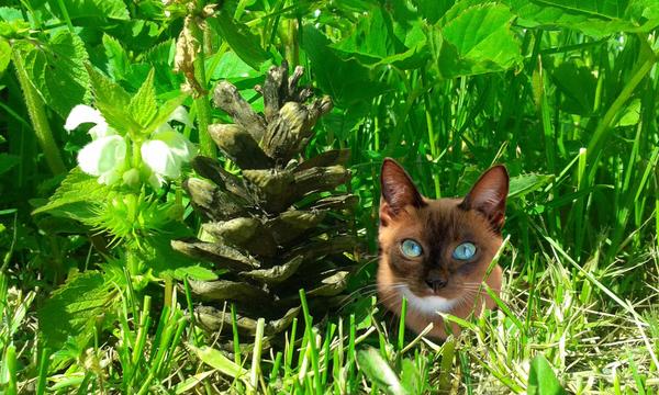 Cat in grass.