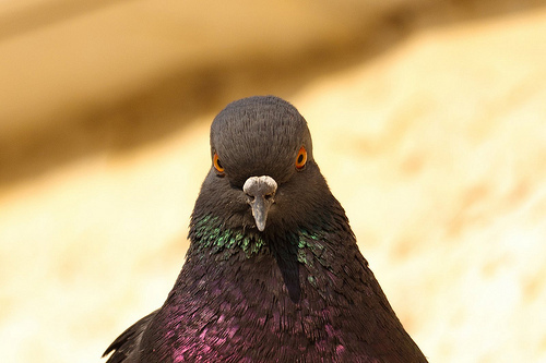 ������. ����� ������.