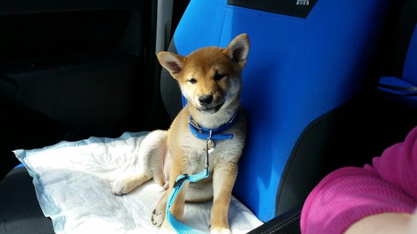 - =) , -, , , Doge, Shiba-inu